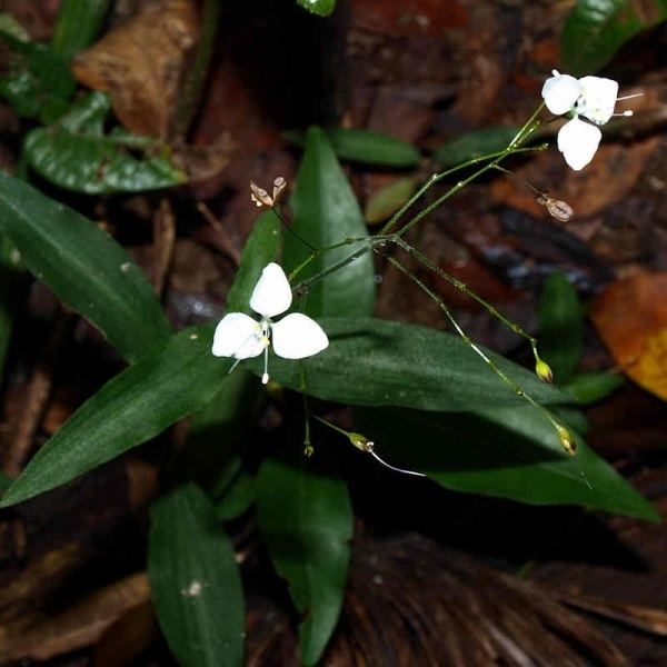 Aneilema Aneilema acuminatum Noosa39s Native Plants
