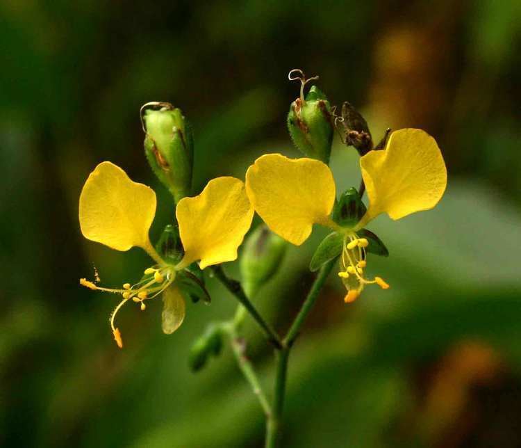 Aneilema Flora of Zambia Species information individual images Aneilema