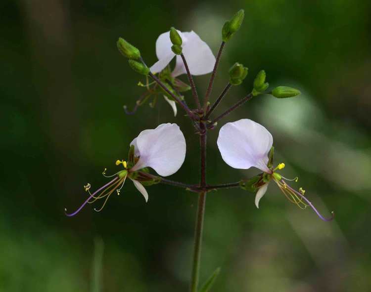 Aneilema Flora of Zimbabwe Species information individual images Aneilema