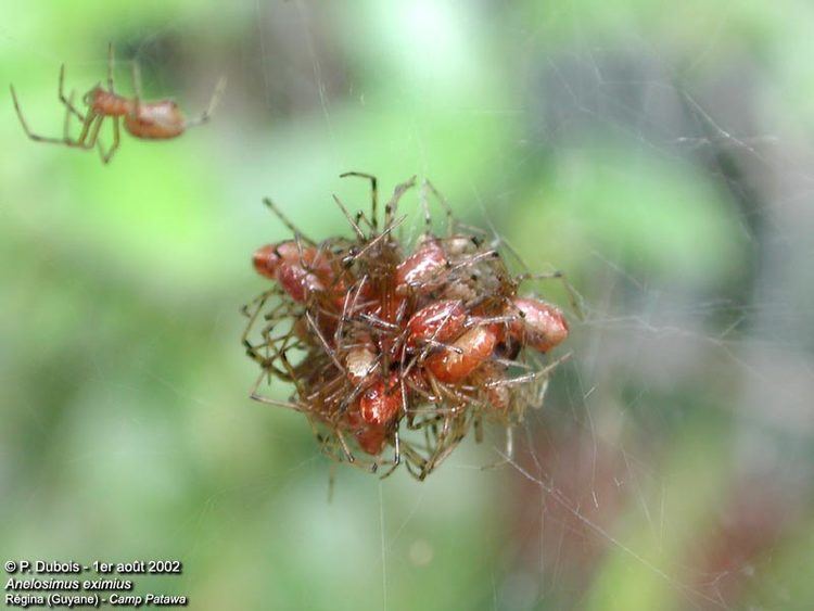 Anelosimus Raining Spiders in Brazil Anelosimus eximius