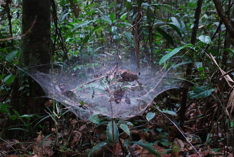 Anelosimus eximius Huge social spider web Anelosimus eximius Rio Urubu Br Flickr