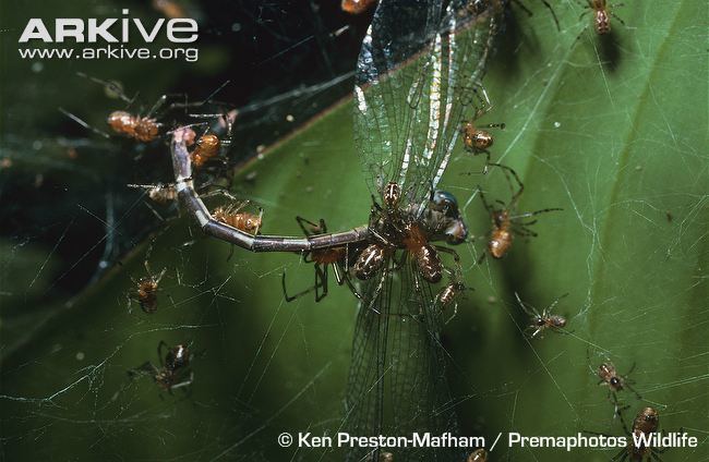 Anelosimus eximius South American social spider photo Anelosimus eximius G88747