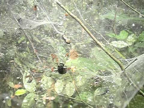 Anelosimus eximius Social Spider Anelosimus eximius 4 YouTube