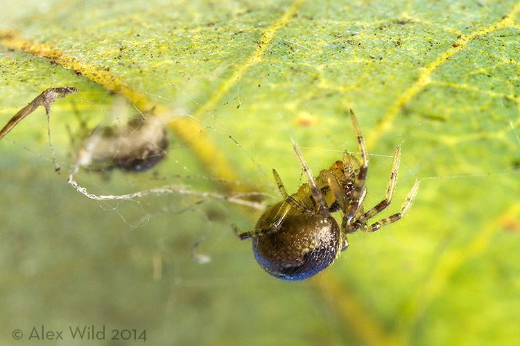 Anelosimus studiosus A Social Spider In North America