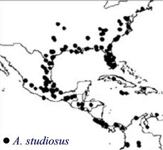 Anelosimus studiosus Social Spider Anelosimus studiosus Hentz 1850