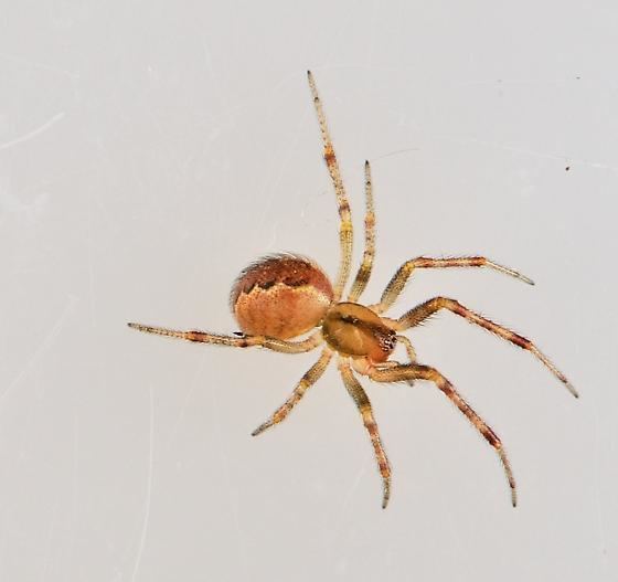 Anelosimus studiosus spider Anelosimus studiosus BugGuideNet