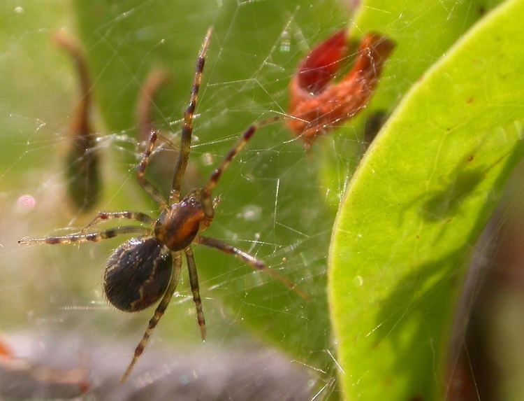 Anelosimus studiosus Social Spider Anelosimus studiosus Hentz 1850