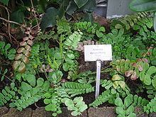 Anemia rotundifolia httpsuploadwikimediaorgwikipediacommonsthu