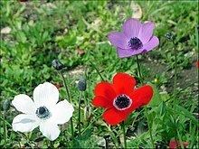 Anemone httpsuploadwikimediaorgwikipediacommonsthu