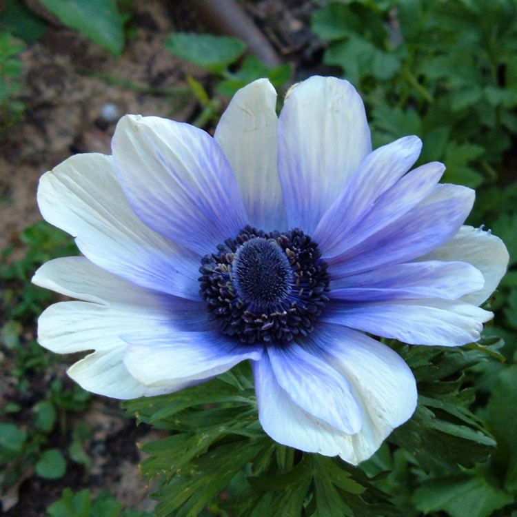 Anemone ANEMONE FLOWER PICTURES PICS IMAGES AND PHOTOS FOR