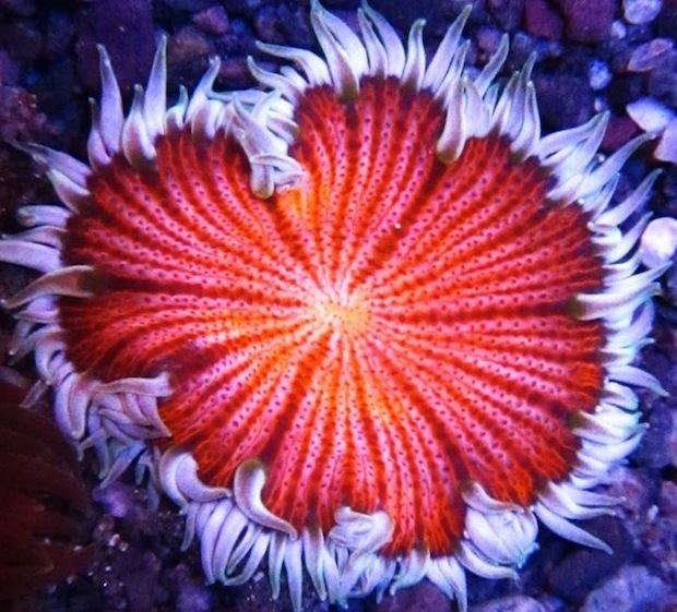 Anemone floweranemoneredjpg