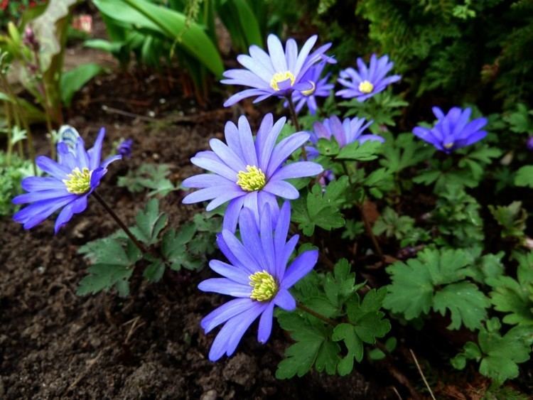 Anemone blanda 1000 ideas about Anemone Blanda on Pinterest Anmone Salix and