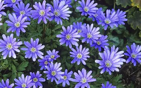 Anemone blanda Reach for the stars with anemones Telegraph