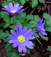 Anemone blanda httpsuploadwikimediaorgwikipediacommonsthu