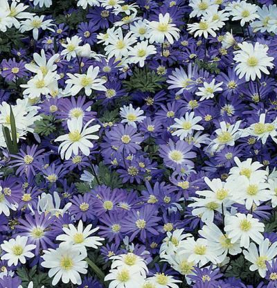 Anemone blanda Anemone blanda Fine Gardening