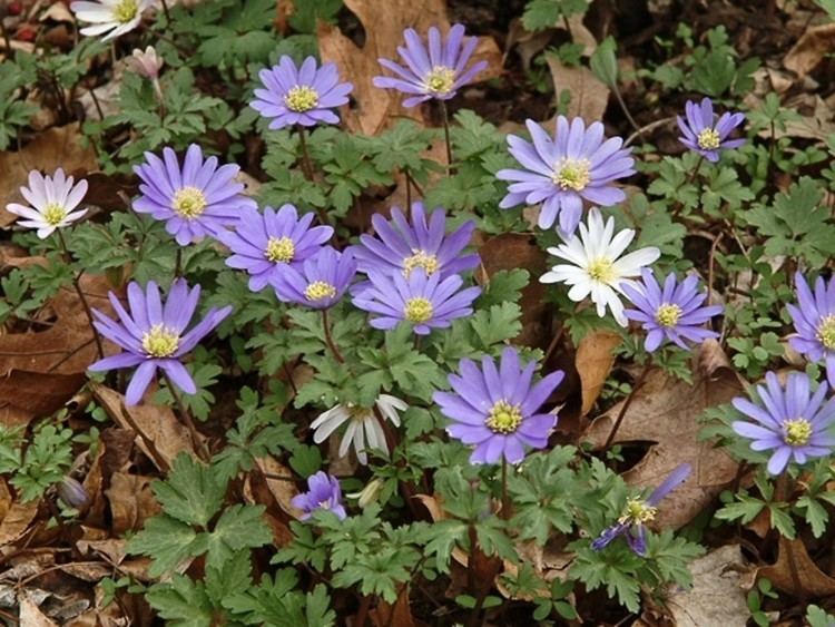 Anemone blanda Anemone blanda Greek windflower Go Botany