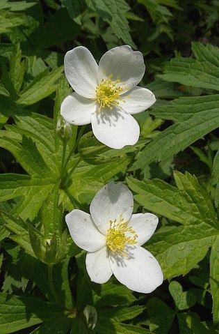 Anemone canadensis Meadow Anemone Anemone canadensis