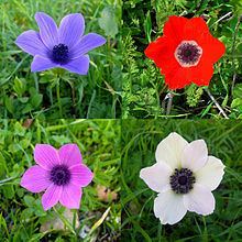 Anemone coronaria httpsuploadwikimediaorgwikipediacommonsthu