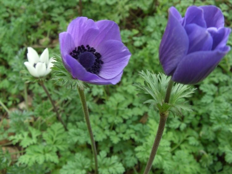 Anemone coronaria FileAnemone coronaria L 1JPG Wikimedia Commons