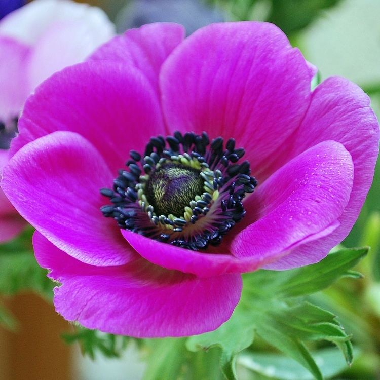 Anemone coronaria Anemone Coronaria Spring Flowering Bulbs Products Rose Cottage