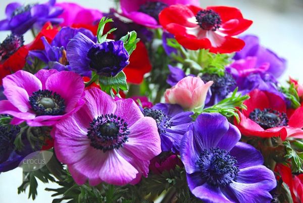 Anemone coronaria Buy anemone bulbs Anemone coronaria 39De Caen Group Mixed39 Delivery