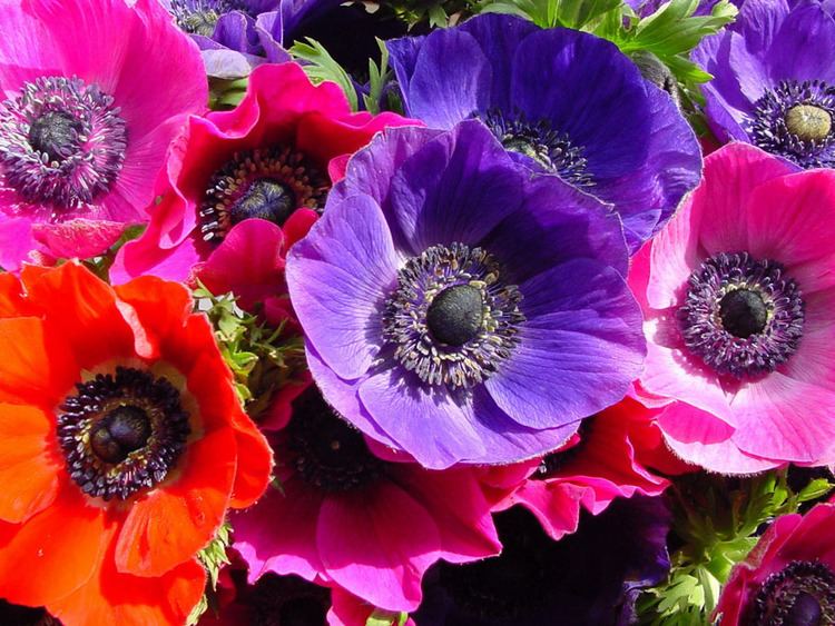 Anemone ANEMONE FLOWER PICTURES PICS IMAGES AND PHOTOS FOR