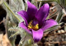 Anemone halleri httpsuploadwikimediaorgwikipediacommonsthu