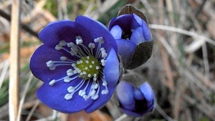 Anemone hepatica Anemone hepatica in the Swedish forest on April 10 2015 YouTube