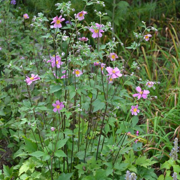 Anemone hupehensis japaneseanemoneanemonehupehensis24jpg