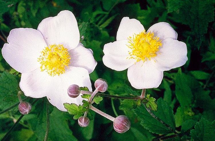 Anemone hupehensis Anemone hupehensis in Flora of China eflorasorg