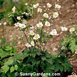 Anemone hupehensis Anemone hupehensis Japanese Anemone Windflower