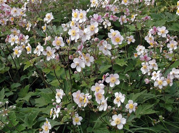 Anemone hupehensis Canada Plants