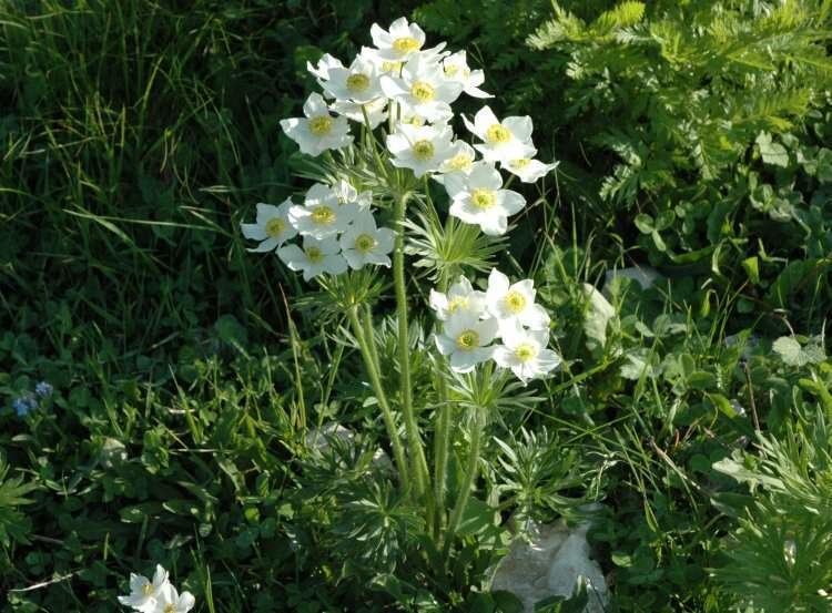 Anemone narcissiflora Anemone narcissiflora Health effects and herbal facts