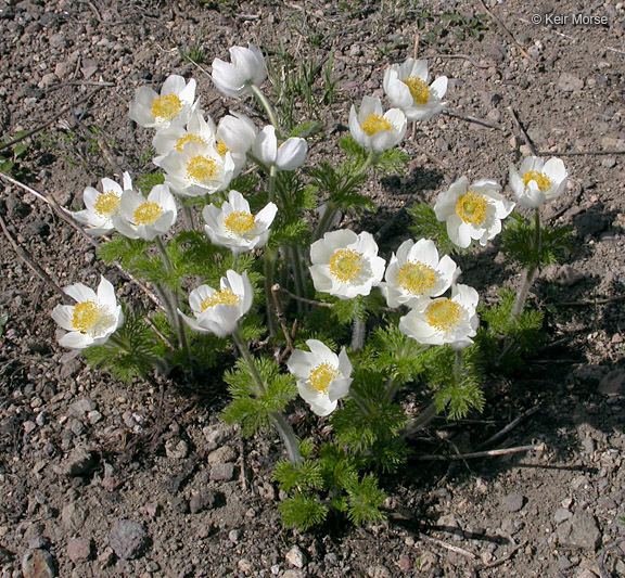 Anemone occidentalis CalPhotos Anemone occidentalis Western Pasqueflower
