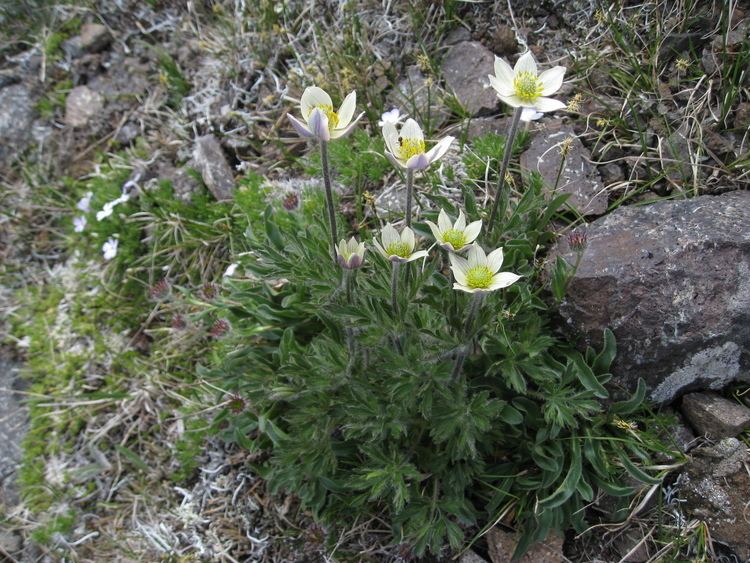 Anemone occidentalis FileAnemone occidentalis Western Pasqueflowerjpg Wikimedia Commons