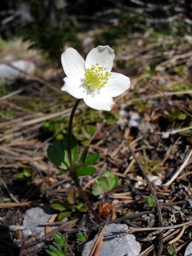 Anemone parviflora Anemone Parviflora