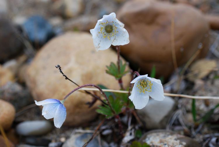 Anemone parviflora Classification Arctic Flora of Canada and Alaska