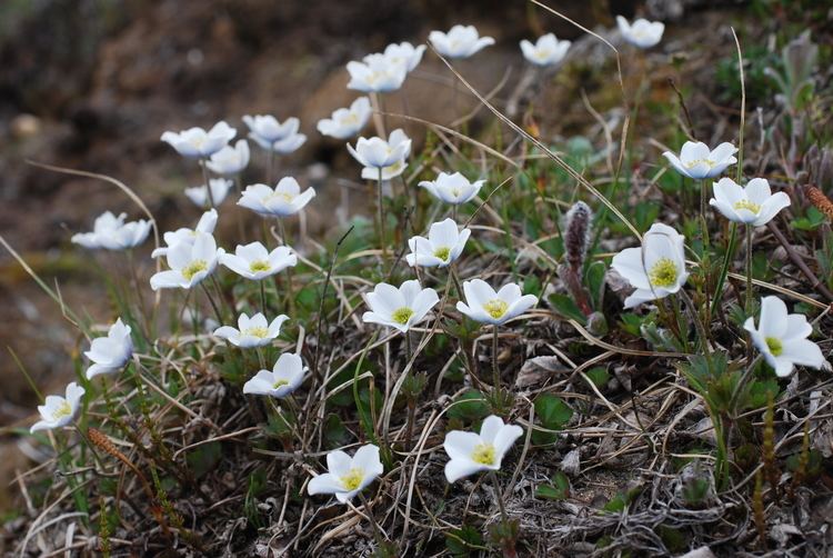 Anemone parviflora Classification Arctic Flora of Canada and Alaska
