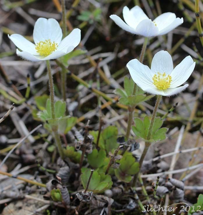 Anemone parviflora Northern Anemone Smallflowered Anemone Smallflowered Thimbleweed