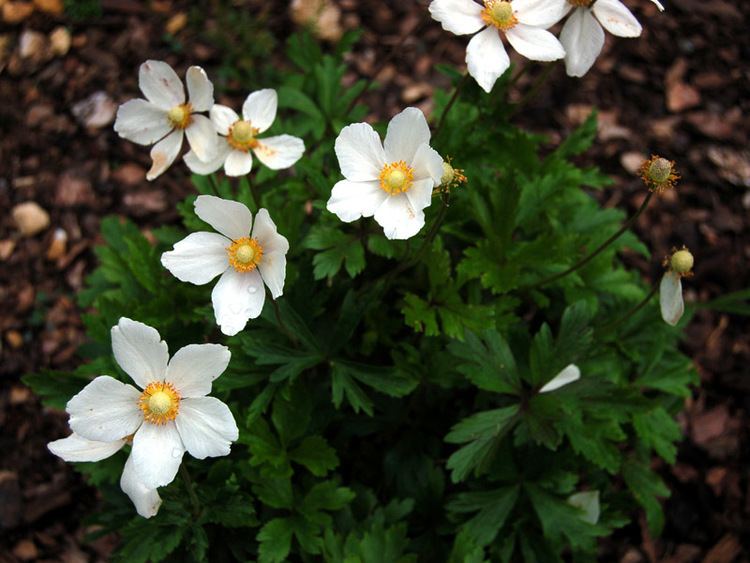 Anemone sylvestris Anemone sylvestris