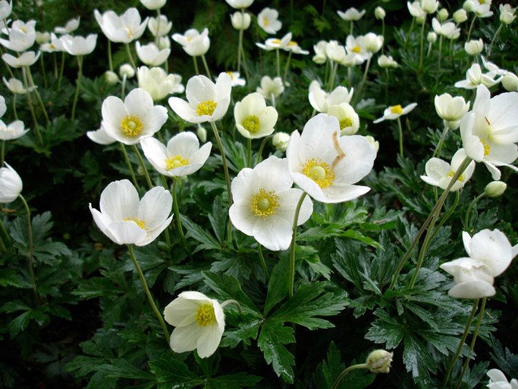 Anemone sylvestris Anemone sylvestris at Digging Dog Nursery Snowdrop Anemone