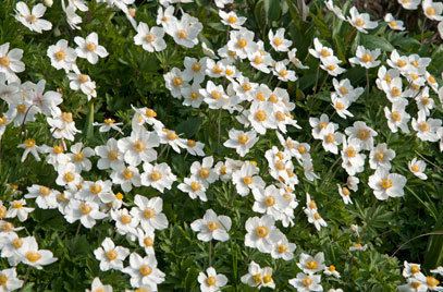 Anemone sylvestris Anemone sylvestris snowdrop anemonyRHS Gardening