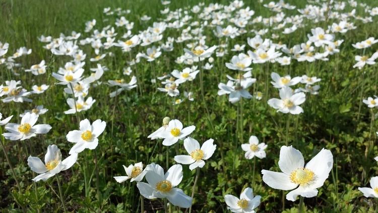 Anemone sylvestris FileAnemone sylvestris sl1jpg Wikimedia Commons