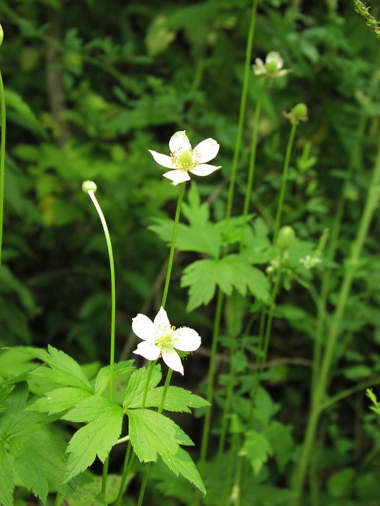 Anemone virginiana Wildflower Thimble weed Anemone virginiana Youghiogheny River Trail