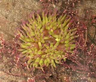 Anemonia Anemonia Discover Life