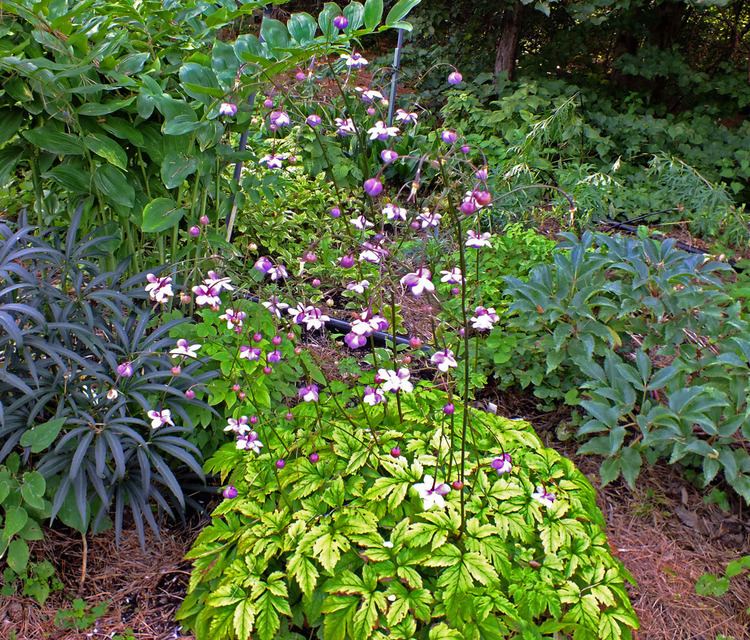 Anemonopsis Anemonopsis macrophylla Ranunculaceae image 42148 at PhytoImages