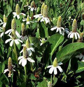 Anemopsis Anemopsis californica at San Marcos Growers