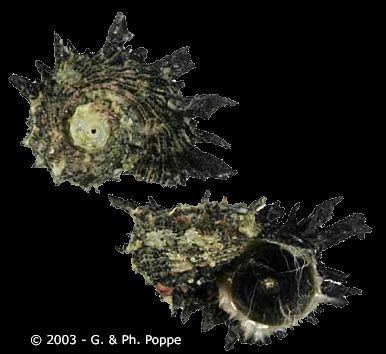 Angaria (gastropod) Angaria delphinus delphinus