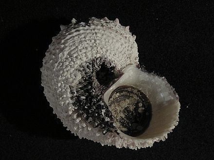 Angaria (gastropod) Vetigastropoda WikiVisually