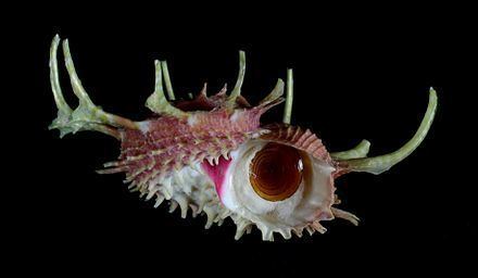 Angaria (gastropod) Angaria gastropod WikiVisually